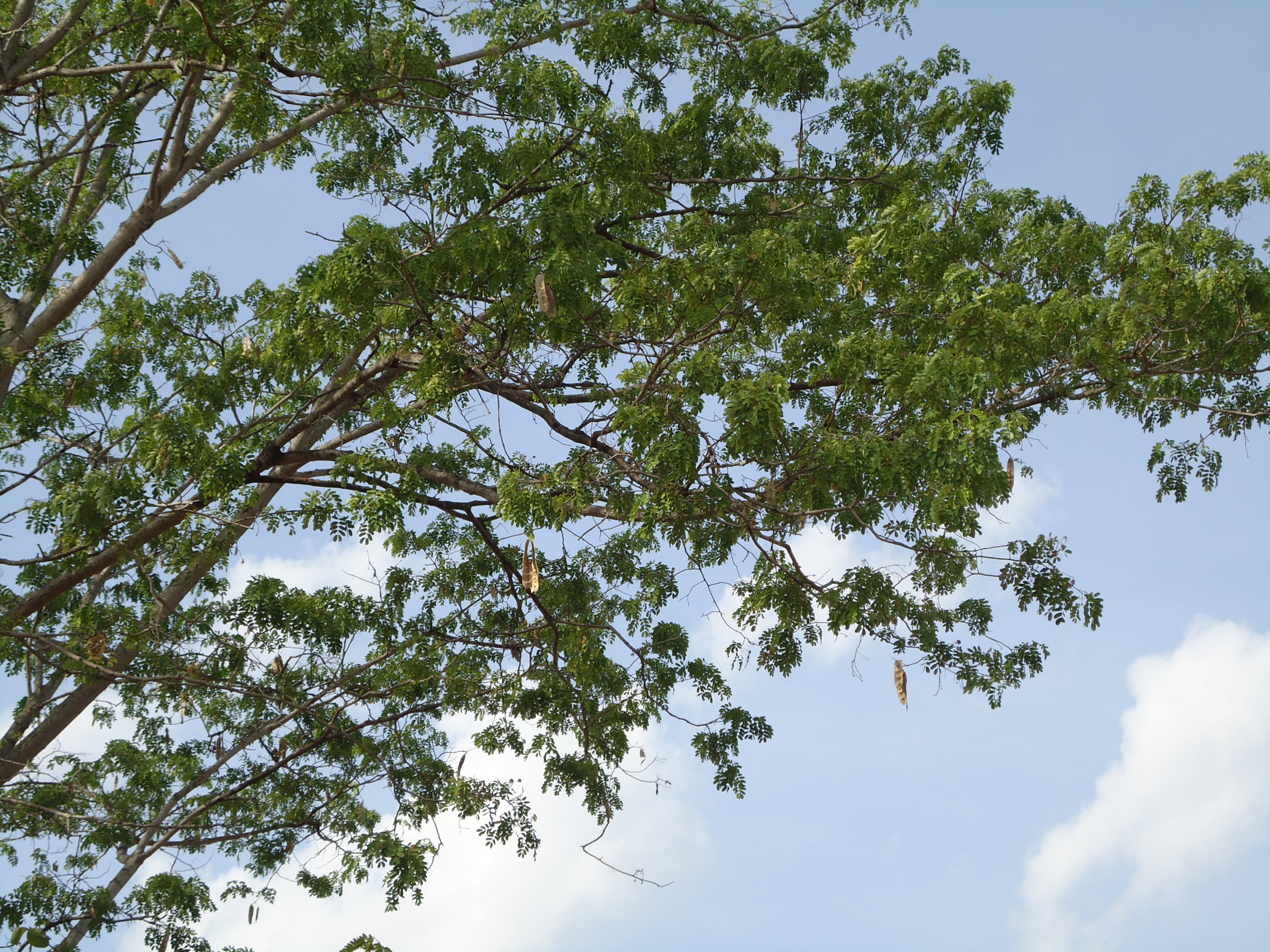 புளிய மரம்